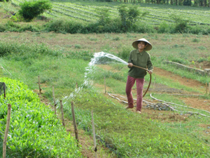 Với hơn 58 ha rừng được giao khoán, nhiều hộ dân ở thị trấn Chi Nê (Lạc Thủy) phát triển mô hình trồng keo lai mang lại thu nhập kinh tế ổn định. (Ảnh: Người dân tiểu khu 7, thị trấn Chi Nê chăm sóc vuờn ươm keo giống cung cấp cho các hộ trồng rừng).